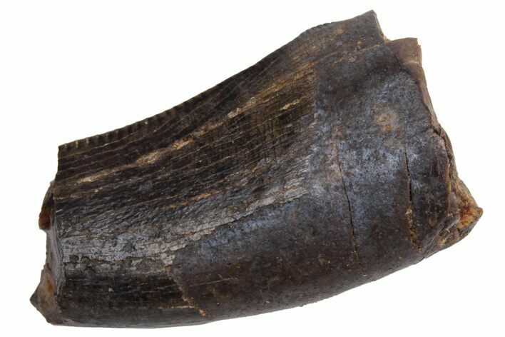 Juvenile Tyrannosaur Tooth - Judith River Formation #231264